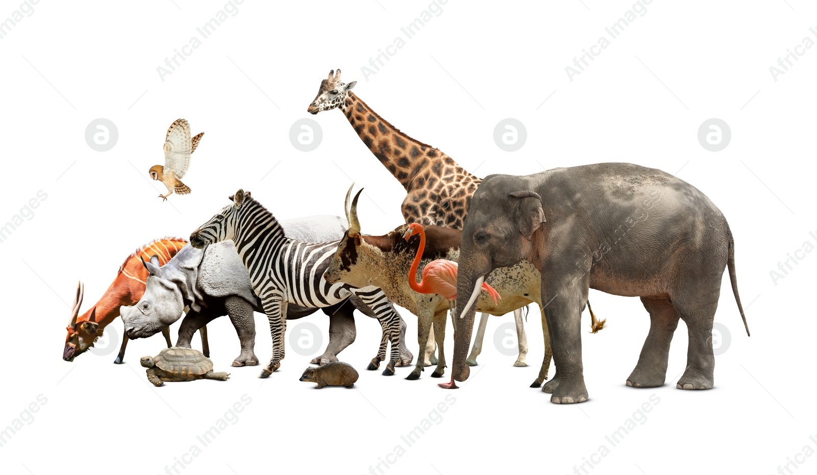 Image of Group of different wild animals on white background, collage