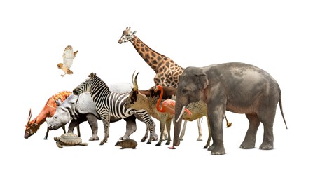 Image of Group of different wild animals on white background, collage