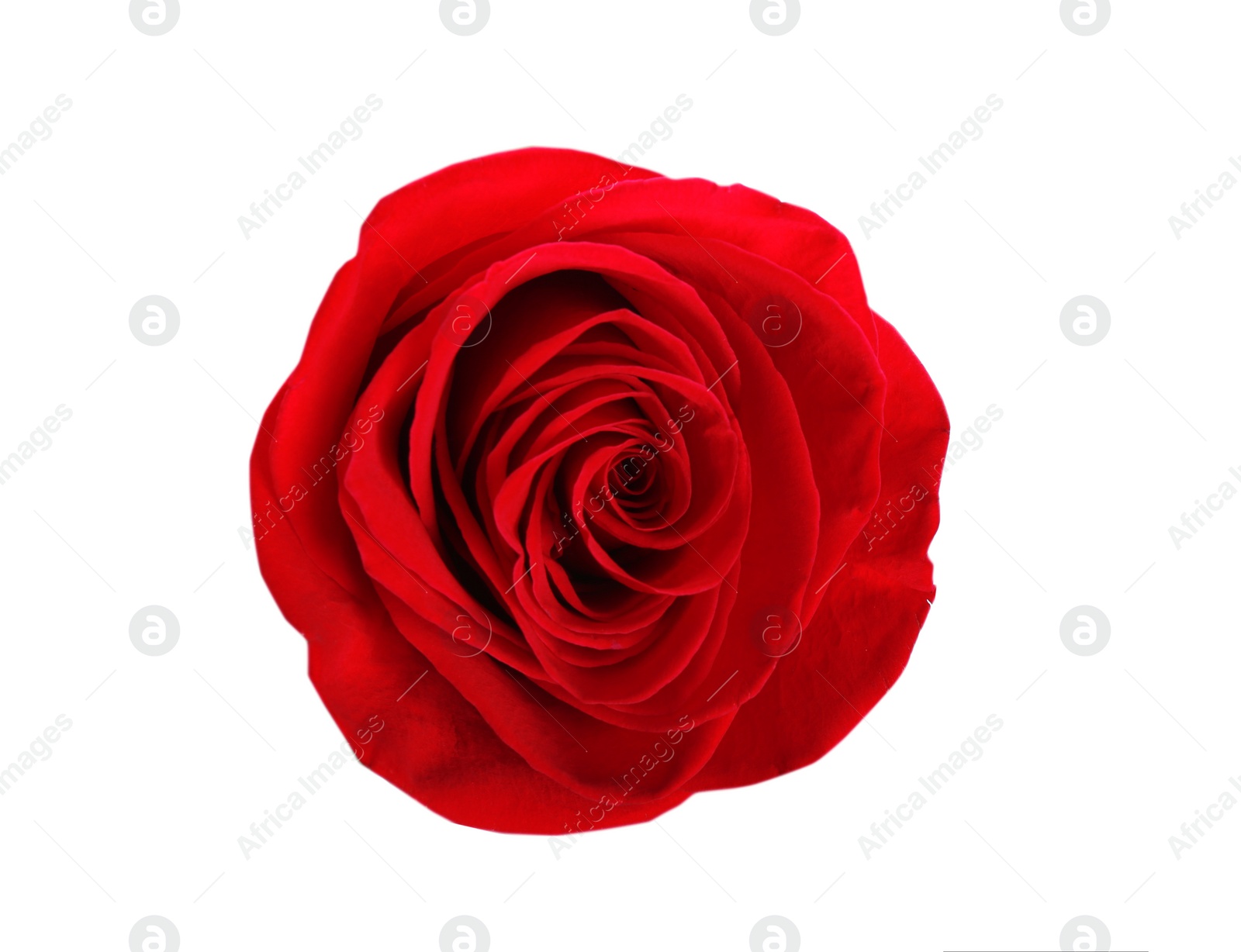 Photo of Beautiful red rose on white background, top view. Perfect gift