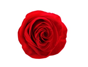 Photo of Beautiful red rose on white background, top view. Perfect gift