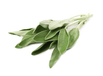 Fresh sage twig with green leaves isolated on white