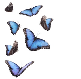 Amazing common morpho butterflies flying on white background