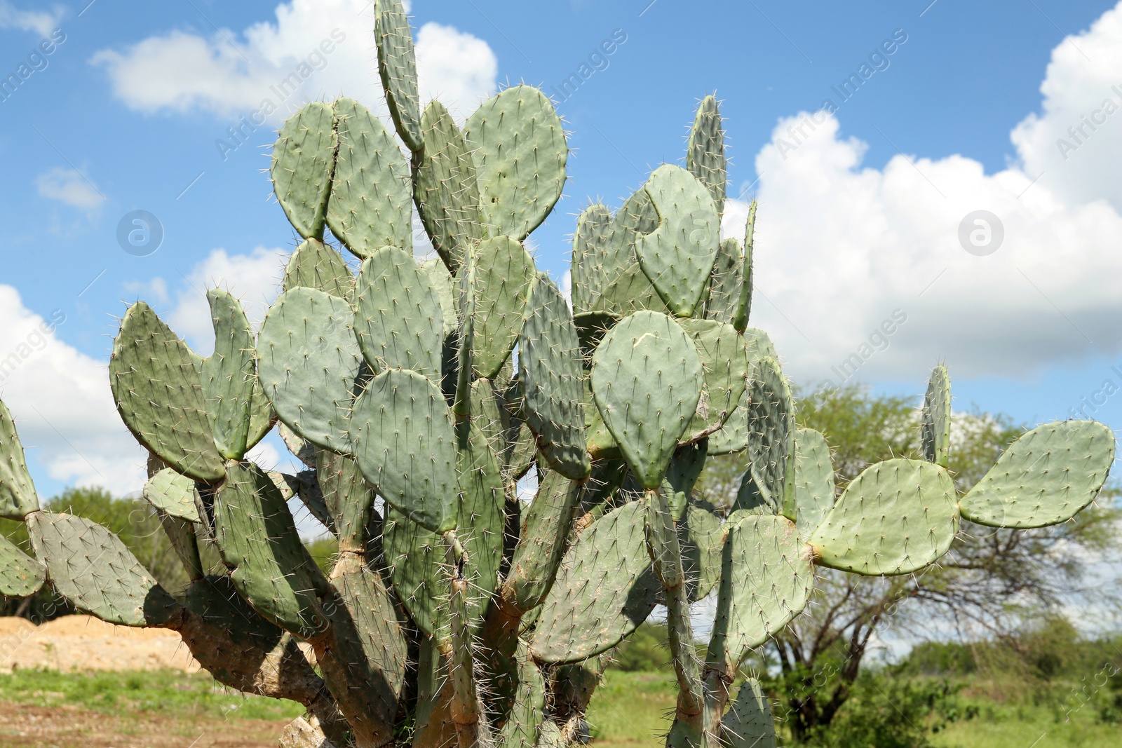 Photo of Beautiful green prickly pear cactus growing outdoors