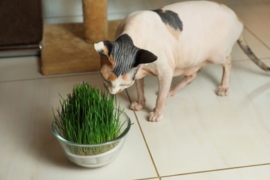 Photo of Adorable Sphynx cat and green grass plant on floor indoors. Cute pet