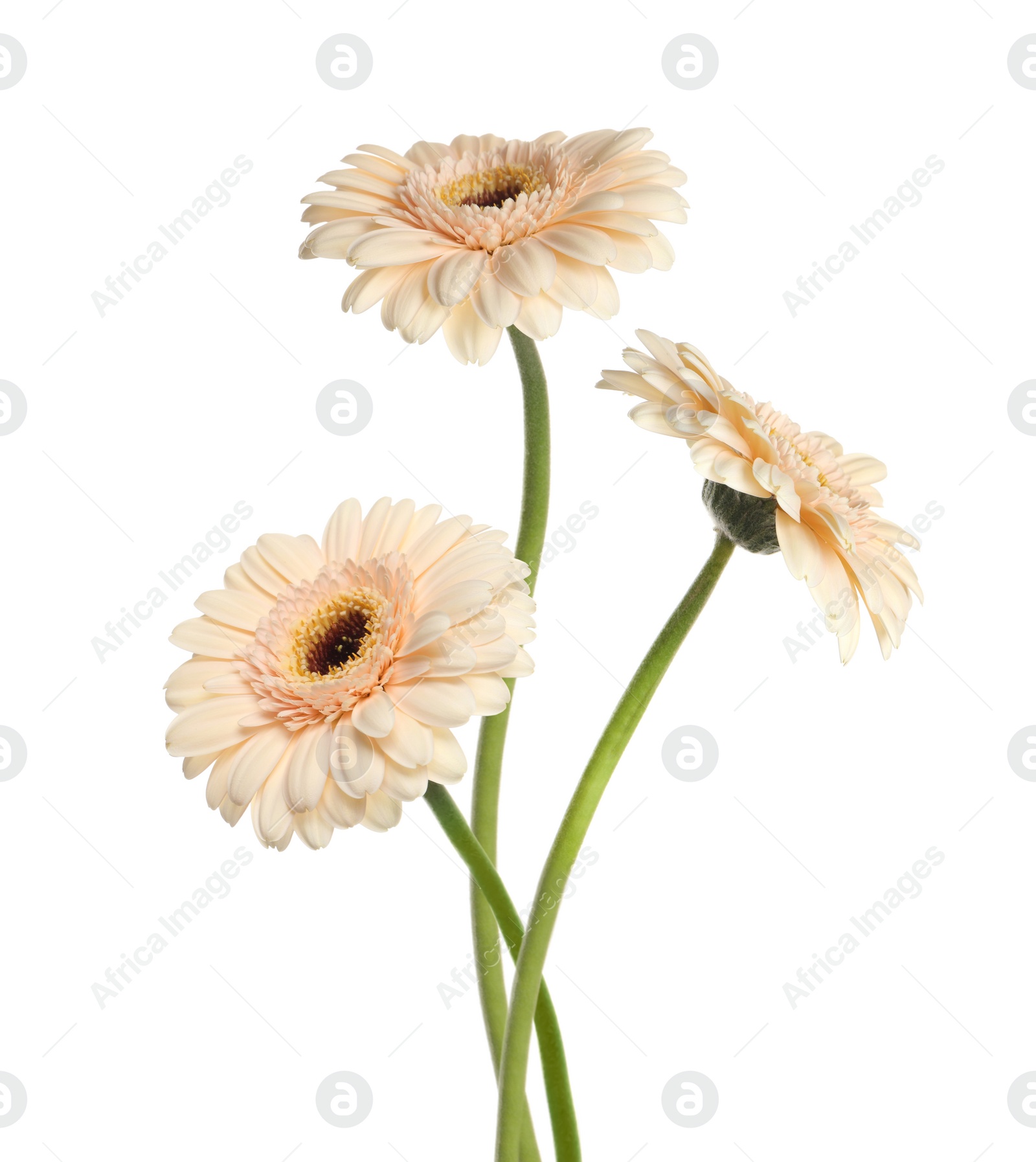 Image of Beautiful beige gerbera flowers isolated on white