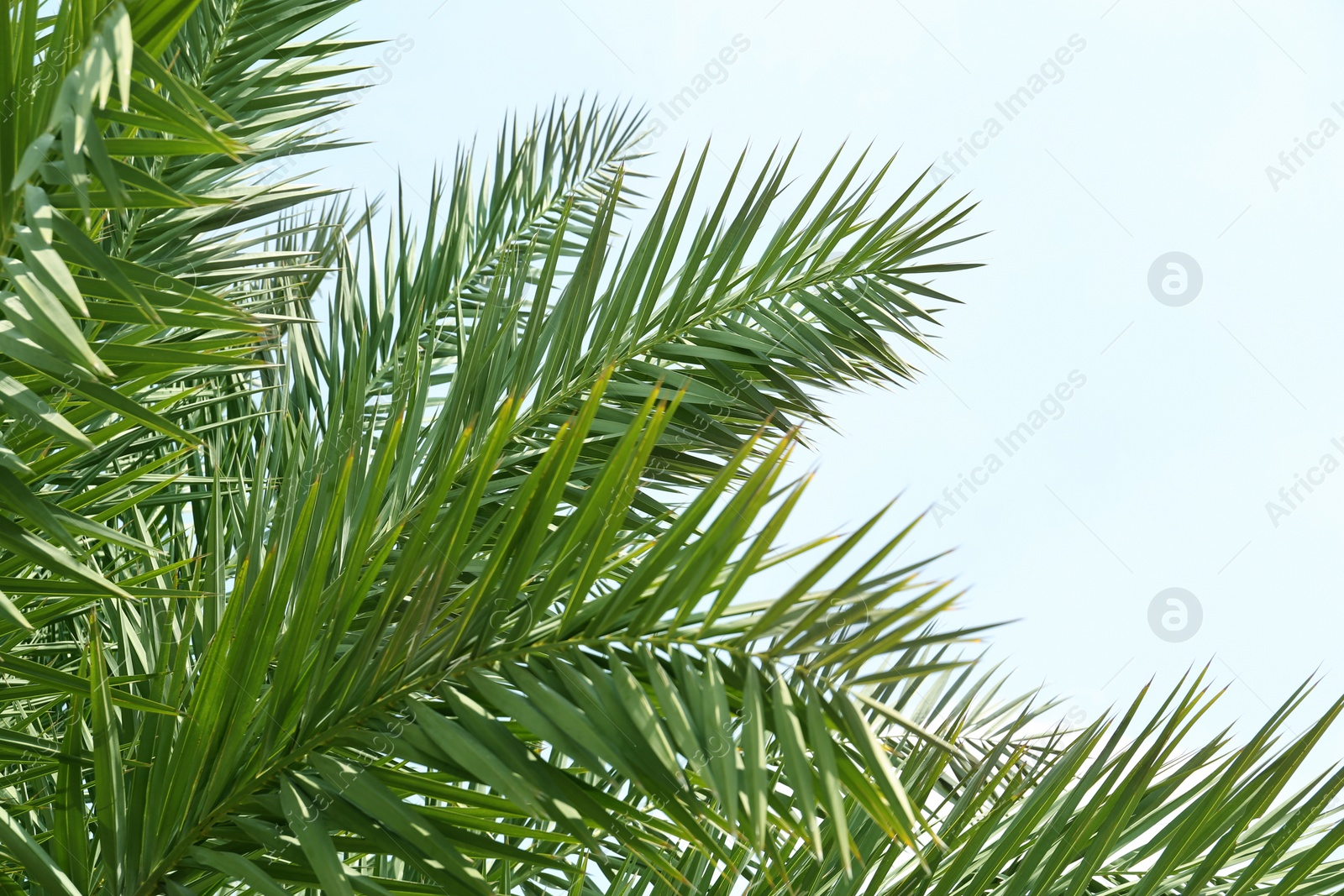 Photo of Beautiful palm with green leaves against blue sky, space for text