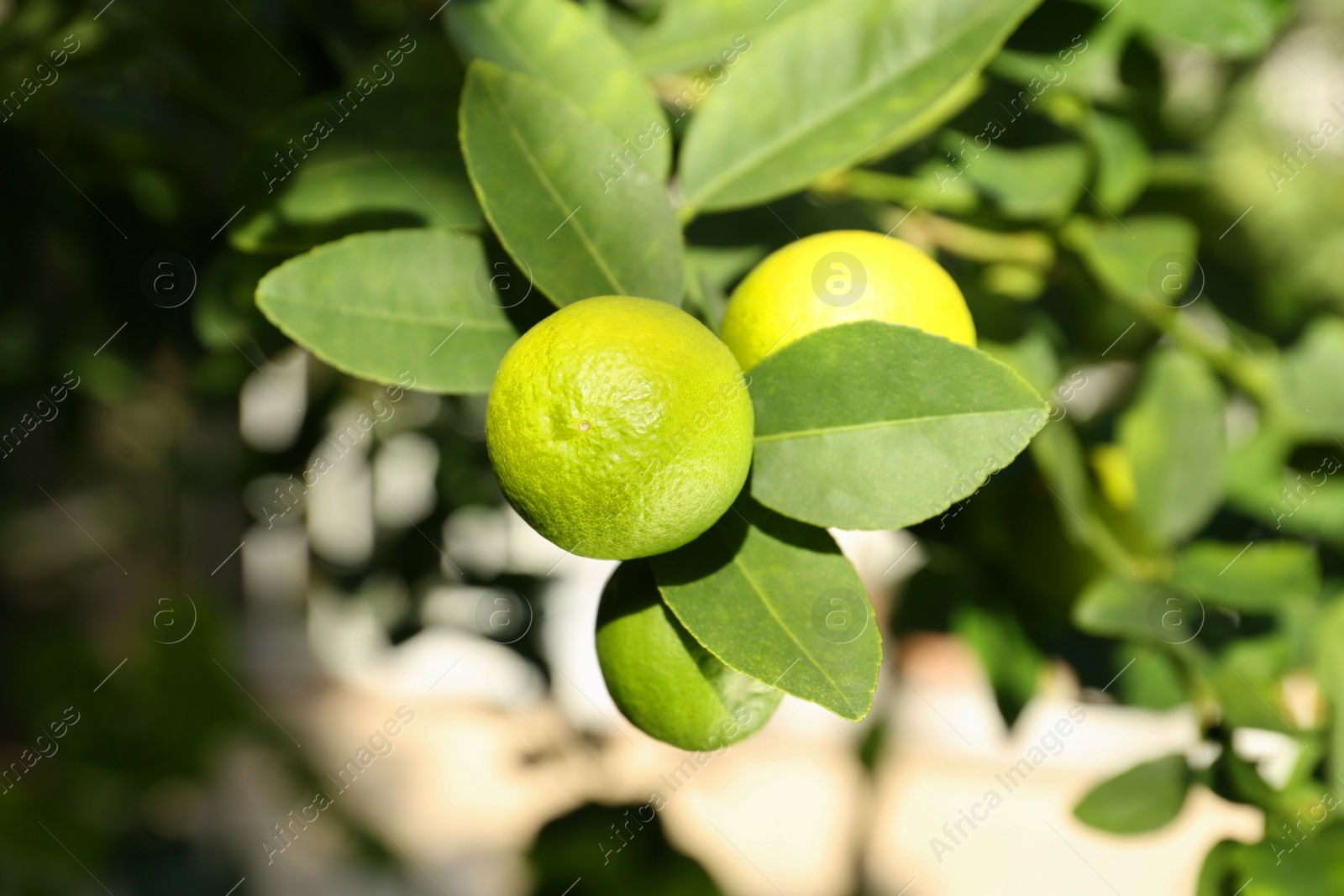 Photo of Ripe limes growing on tree branch in garden, closeup