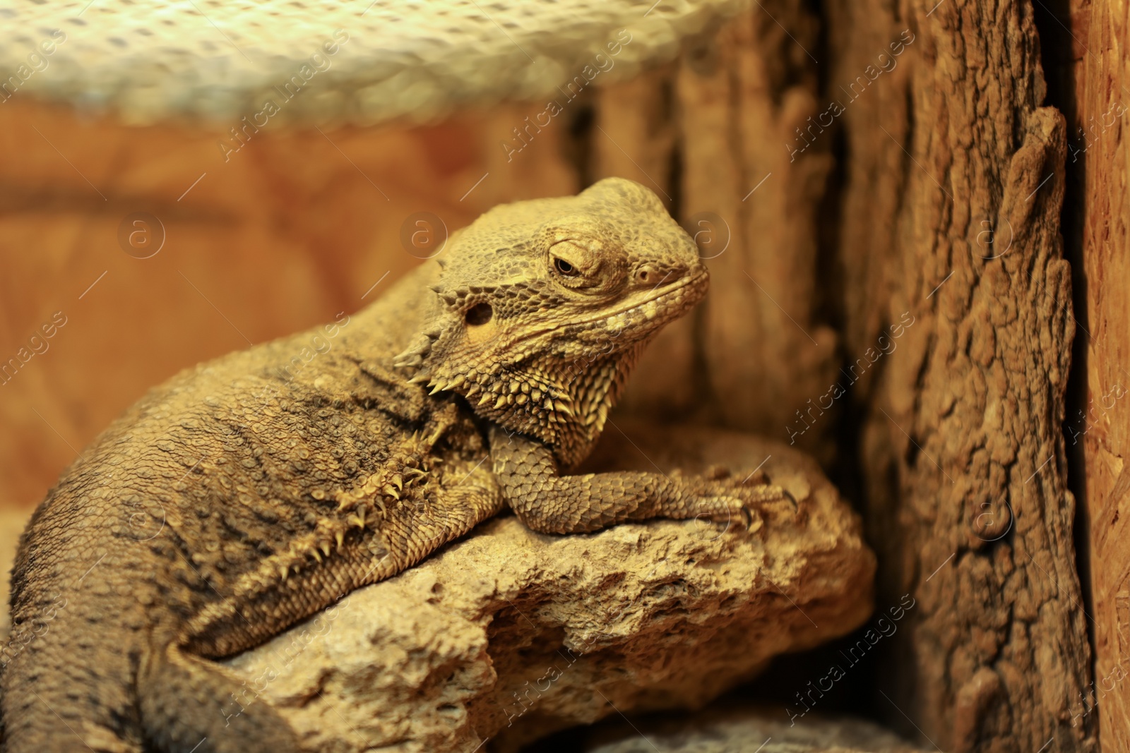 Photo of Beautiful central bearded dragon at herpetarium, closeup view