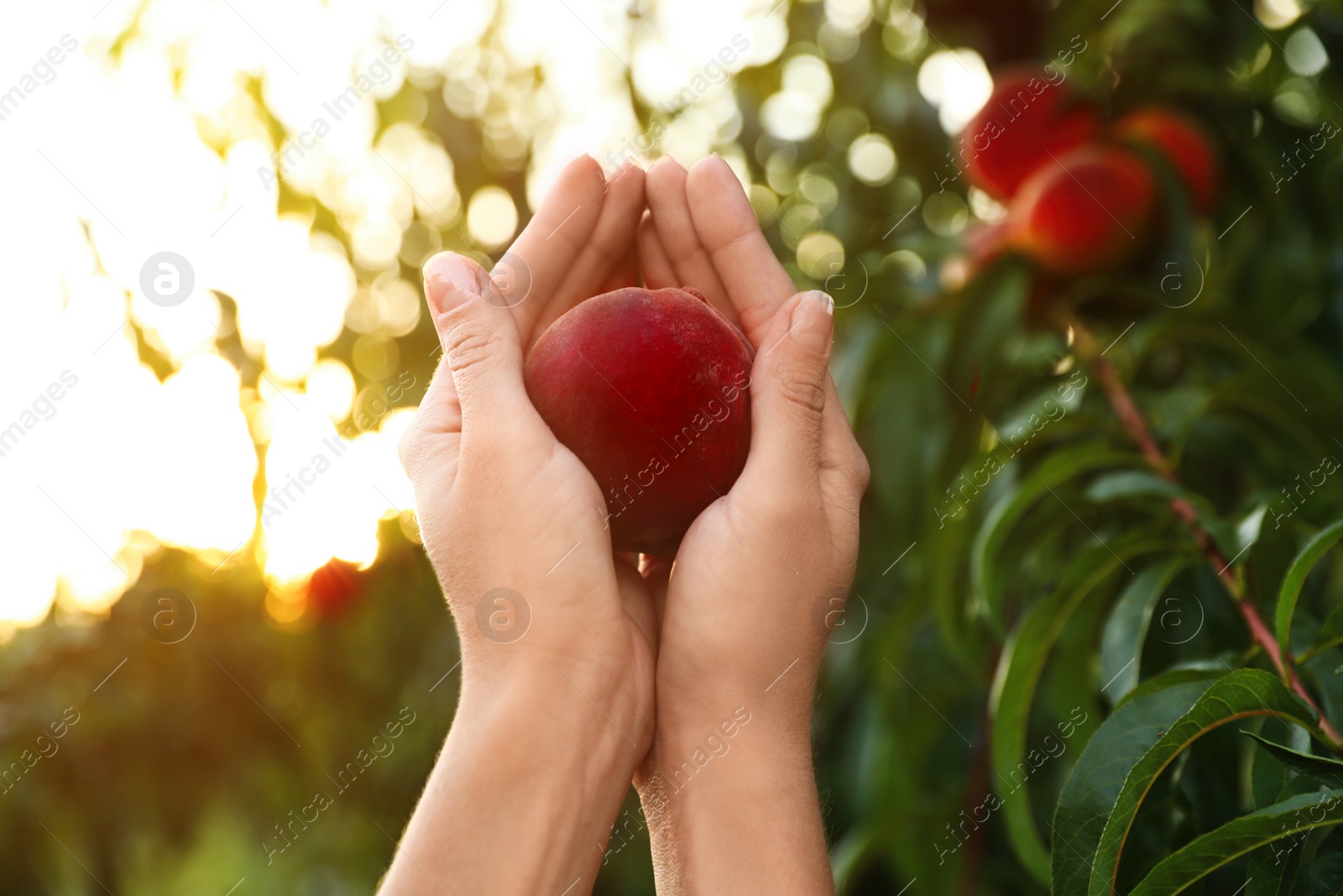 Photo of Woman holding fresh ripe peach in garden, closeup view