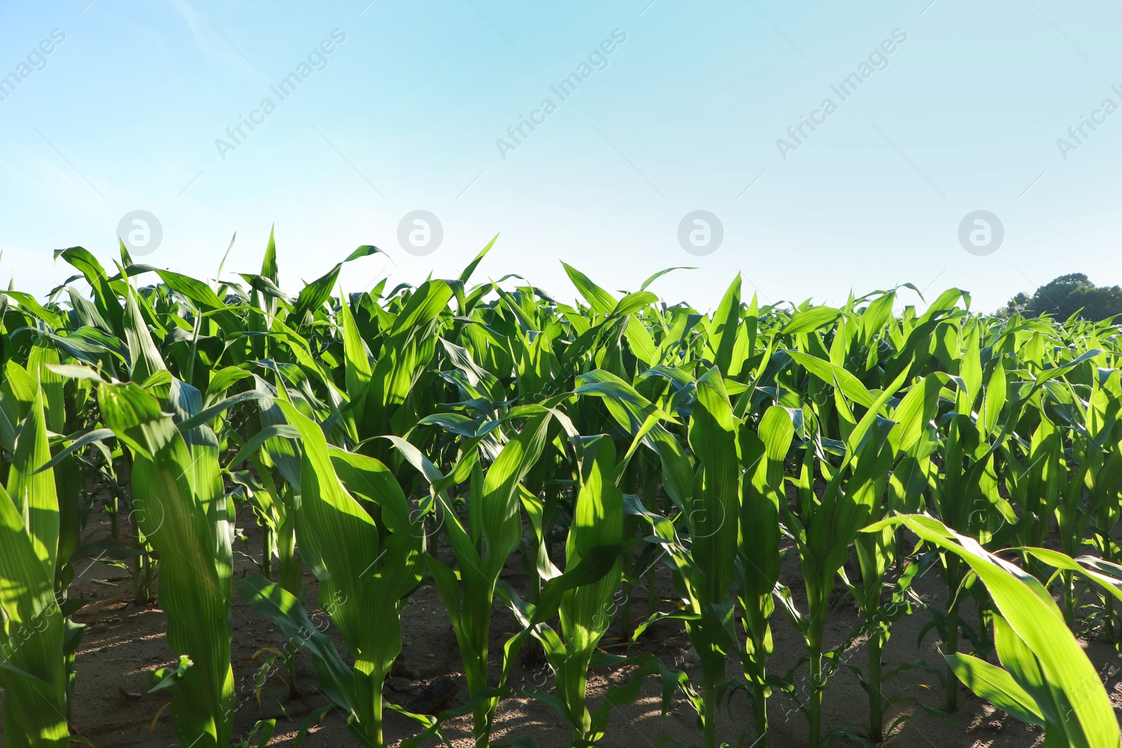 Photo of Beautiful agricultural field with green corn plants on sunny day