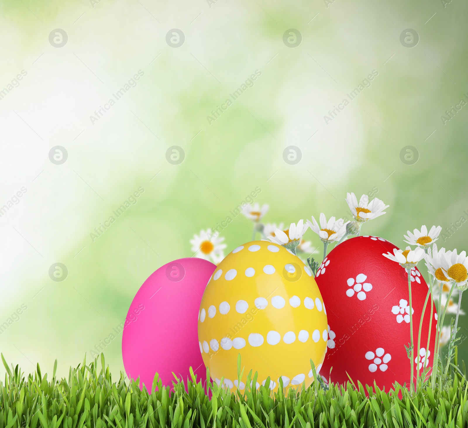 Image of Bright Easter eggs and spring flowers on green grass outdoors