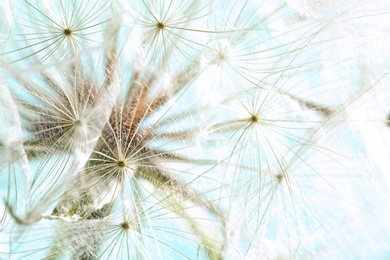 Dandelion seed head on color background, close up