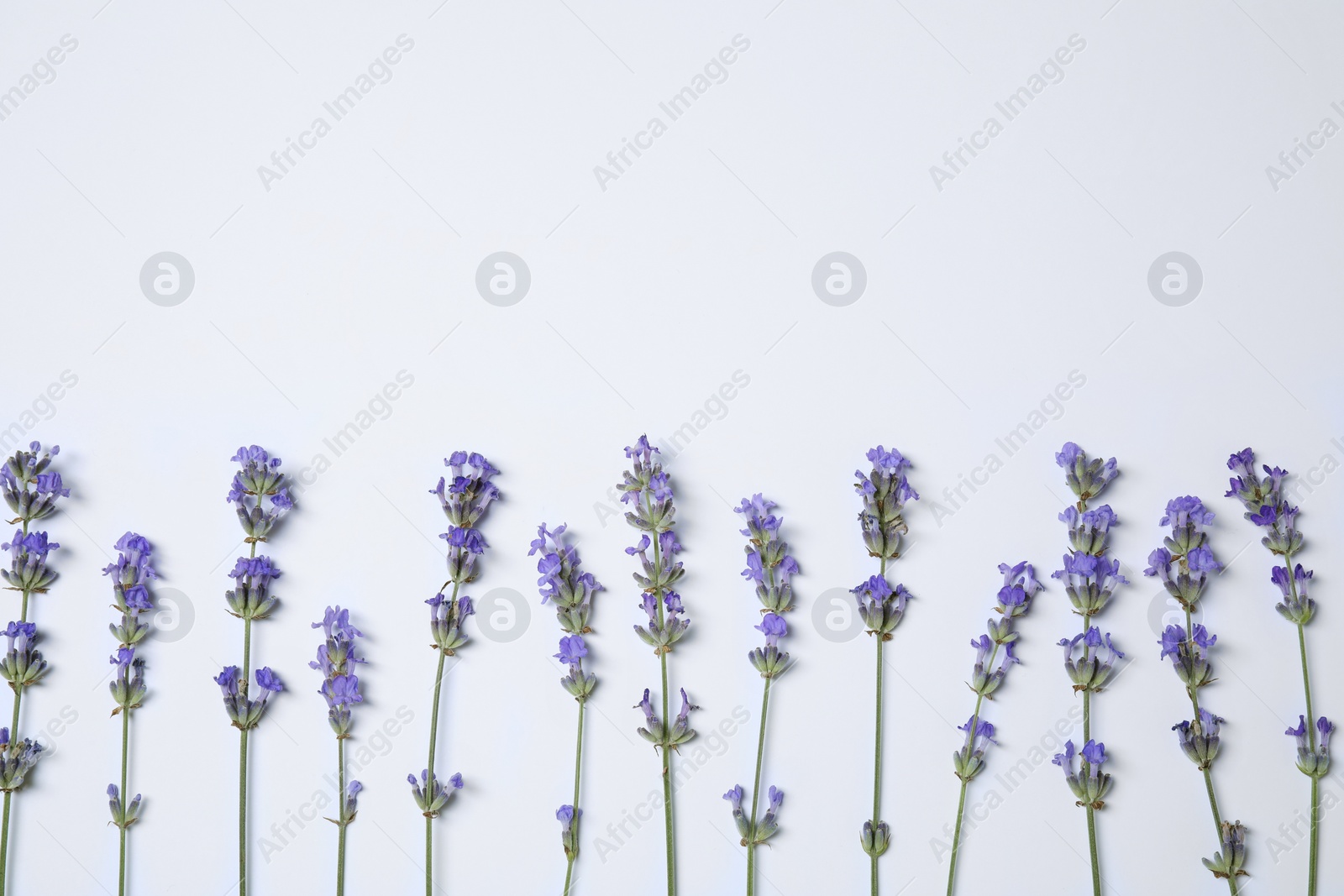 Photo of Beautiful aromatic lavender flowers on white background, flat lay. Space for text