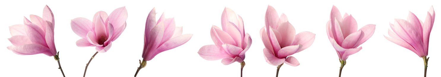 Set with beautiful magnolia flowers on white background. Banner design