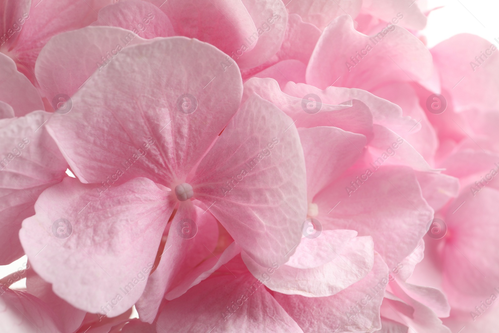 Photo of Beautiful pink hortensia flowers as background, closeup