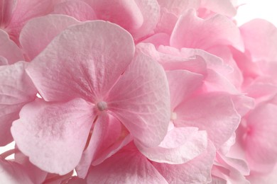 Beautiful pink hortensia flowers as background, closeup