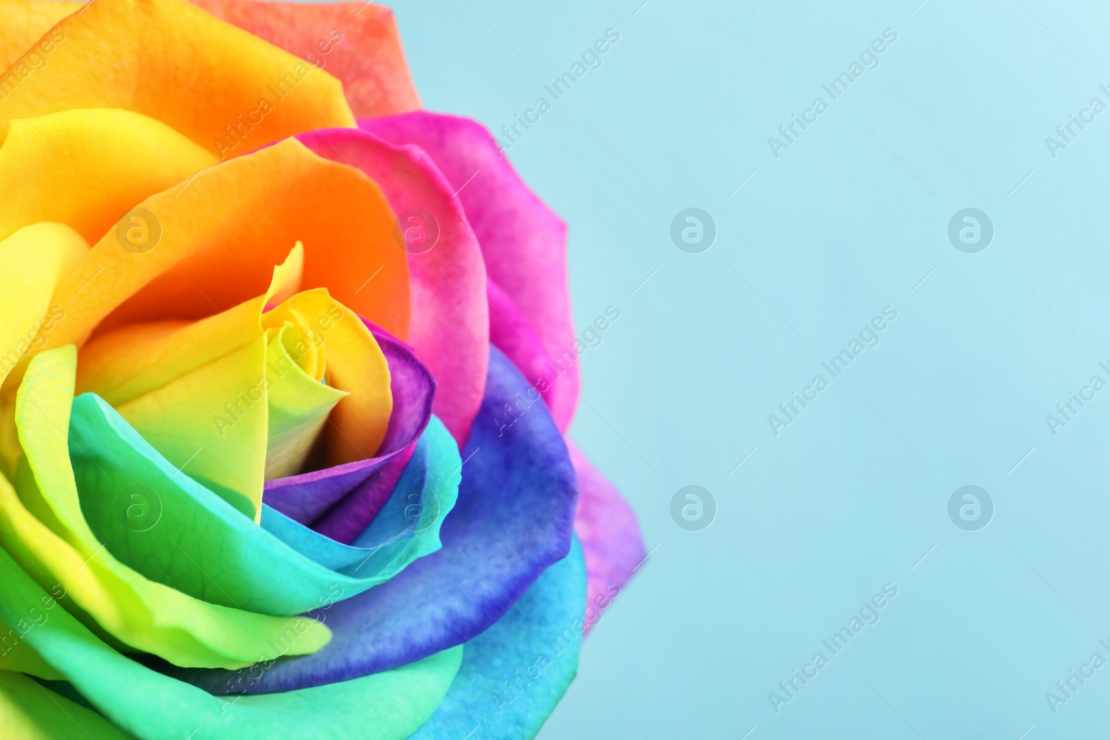 Photo of Amazing rainbow rose flower on color background