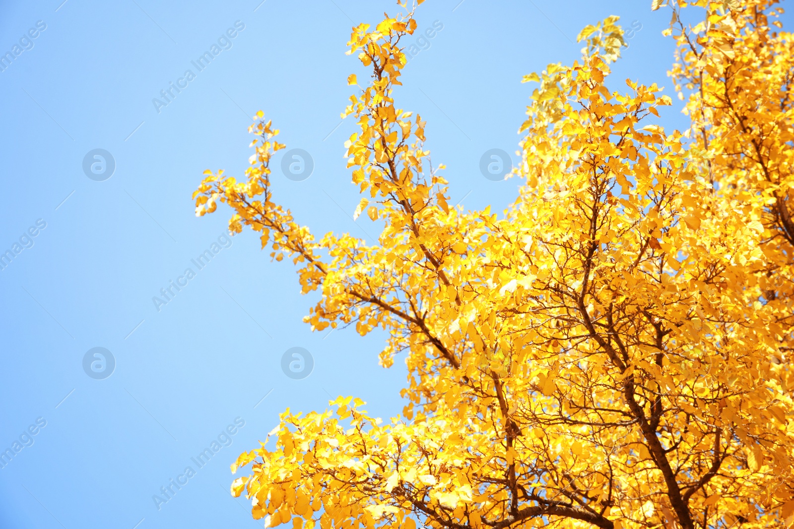 Photo of Tree with golden leaves against blue sky. Autumn sunny day