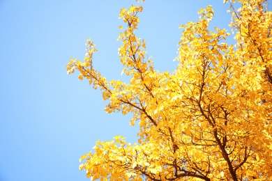 Tree with golden leaves against blue sky. Autumn sunny day