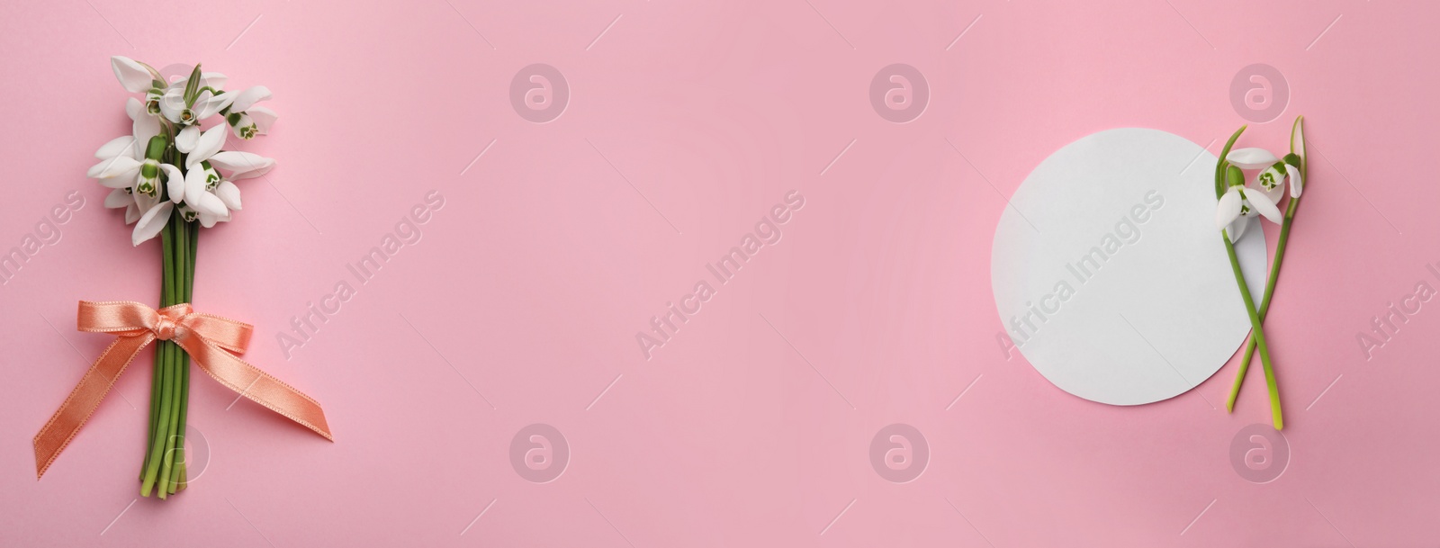 Image of Beautiful snowdrops on pink background, flat lay with space for text. Banner design 