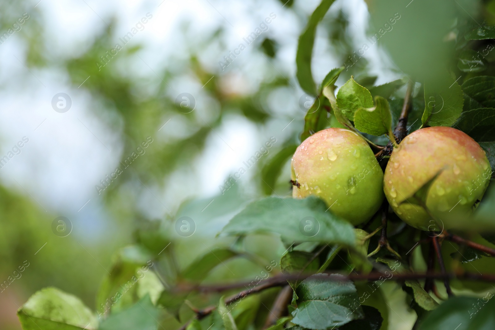 Photo of Tree branch with ripe apples in garden, closeup