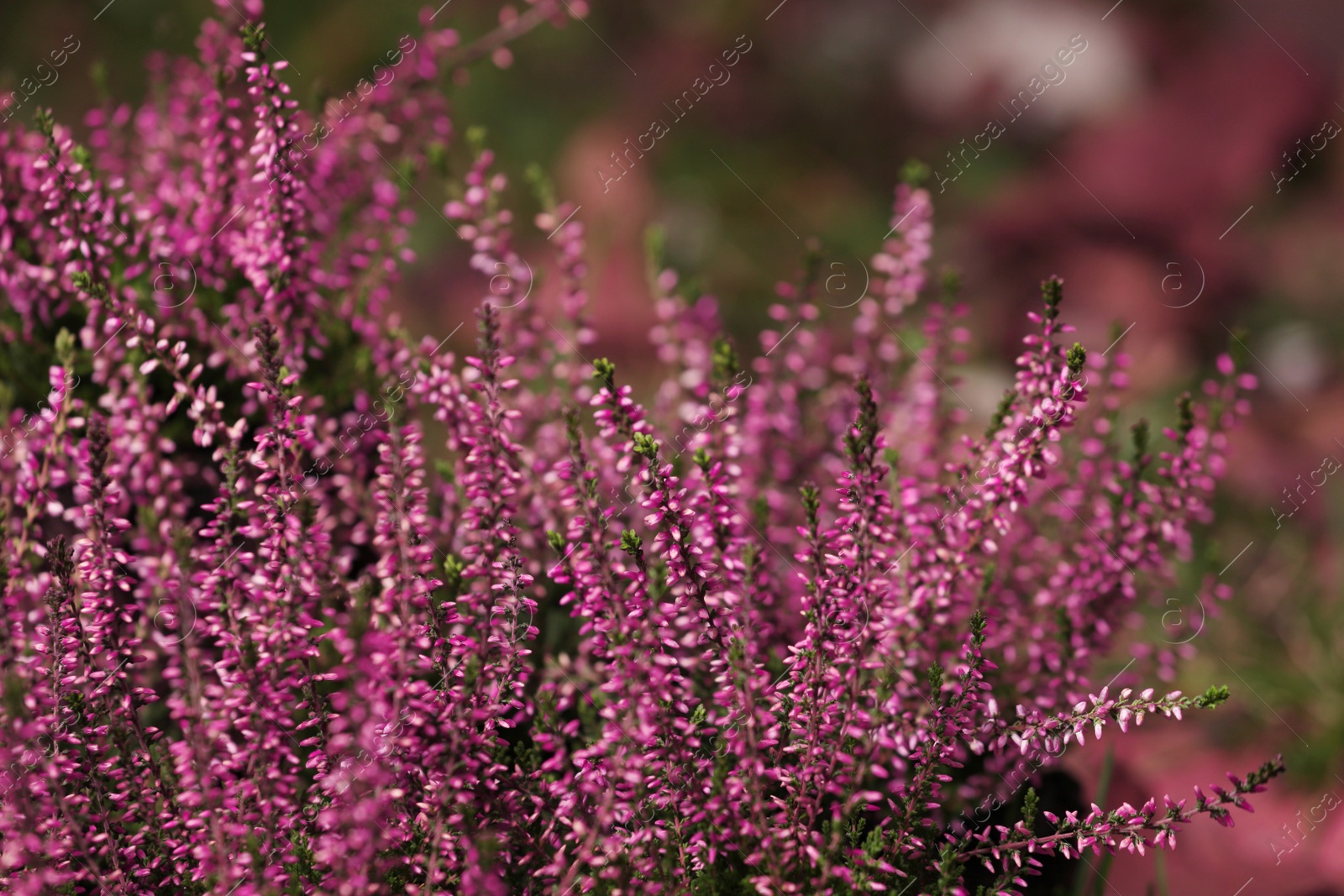 Photo of Heather shrubs with beautiful flowers outdoors, closeup