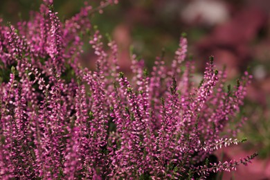 Photo of Heather shrubs with beautiful flowers outdoors, closeup