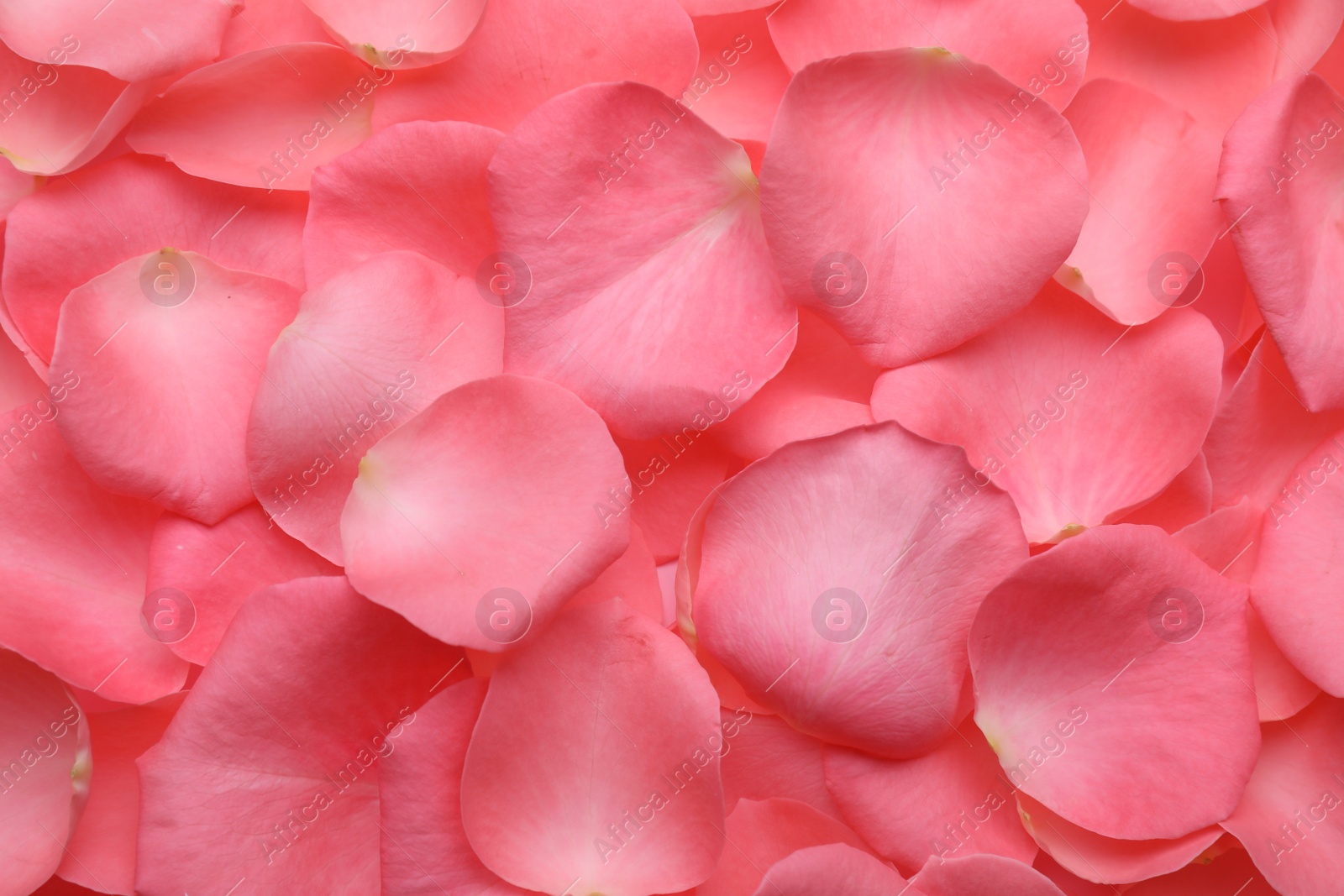 Photo of Beautiful pink rose flower petals as background, top view