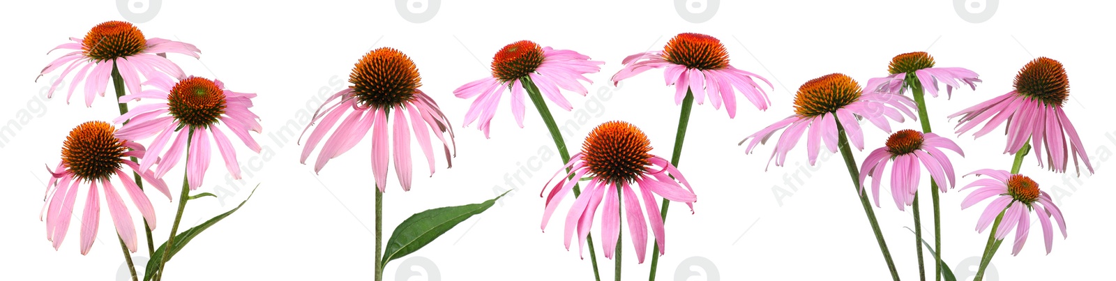 Image of Set with beautiful echinacea flowers on white background. Banner design