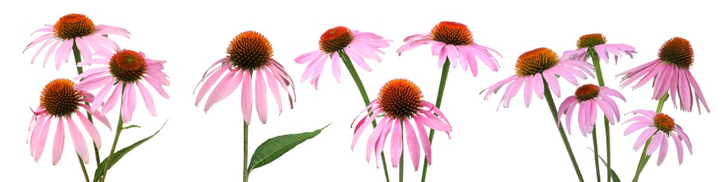 Set with beautiful echinacea flowers on white background. Banner design