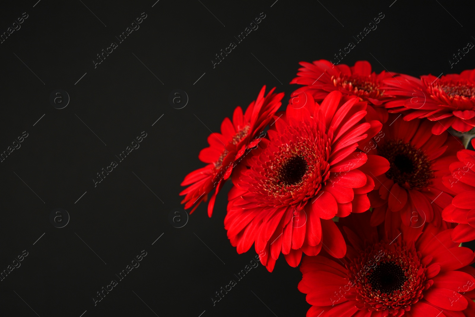 Photo of Bouquet of beautiful red gerbera flowers on black background, closeup. Space for text