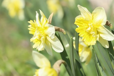 Beautiful daffodils growing in garden on sunny day, closeup