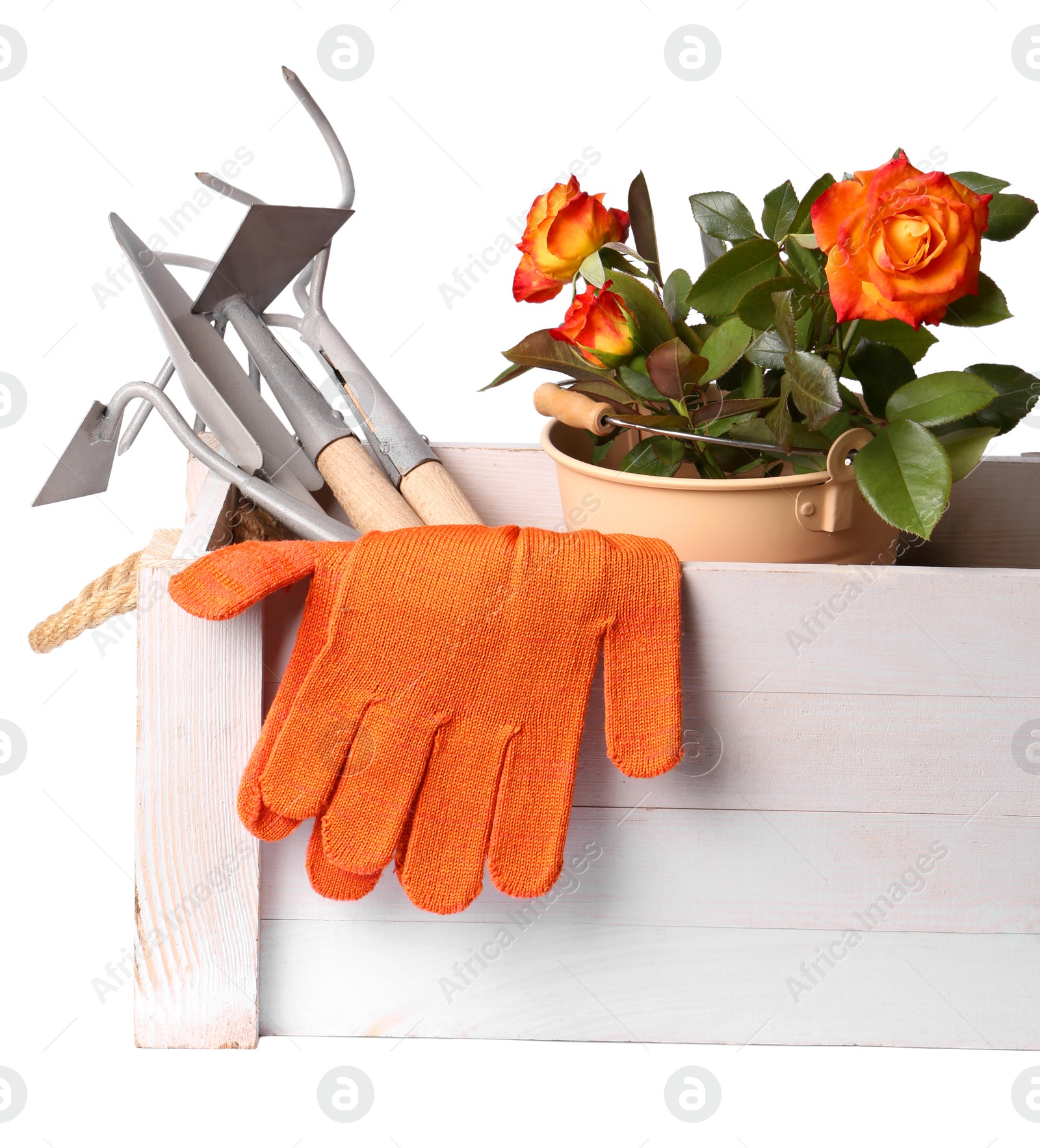 Photo of Wooden crate with gardening gloves, tools and blooming rose bush on white background