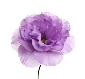 Photo of Beautiful Eustoma flower on white background