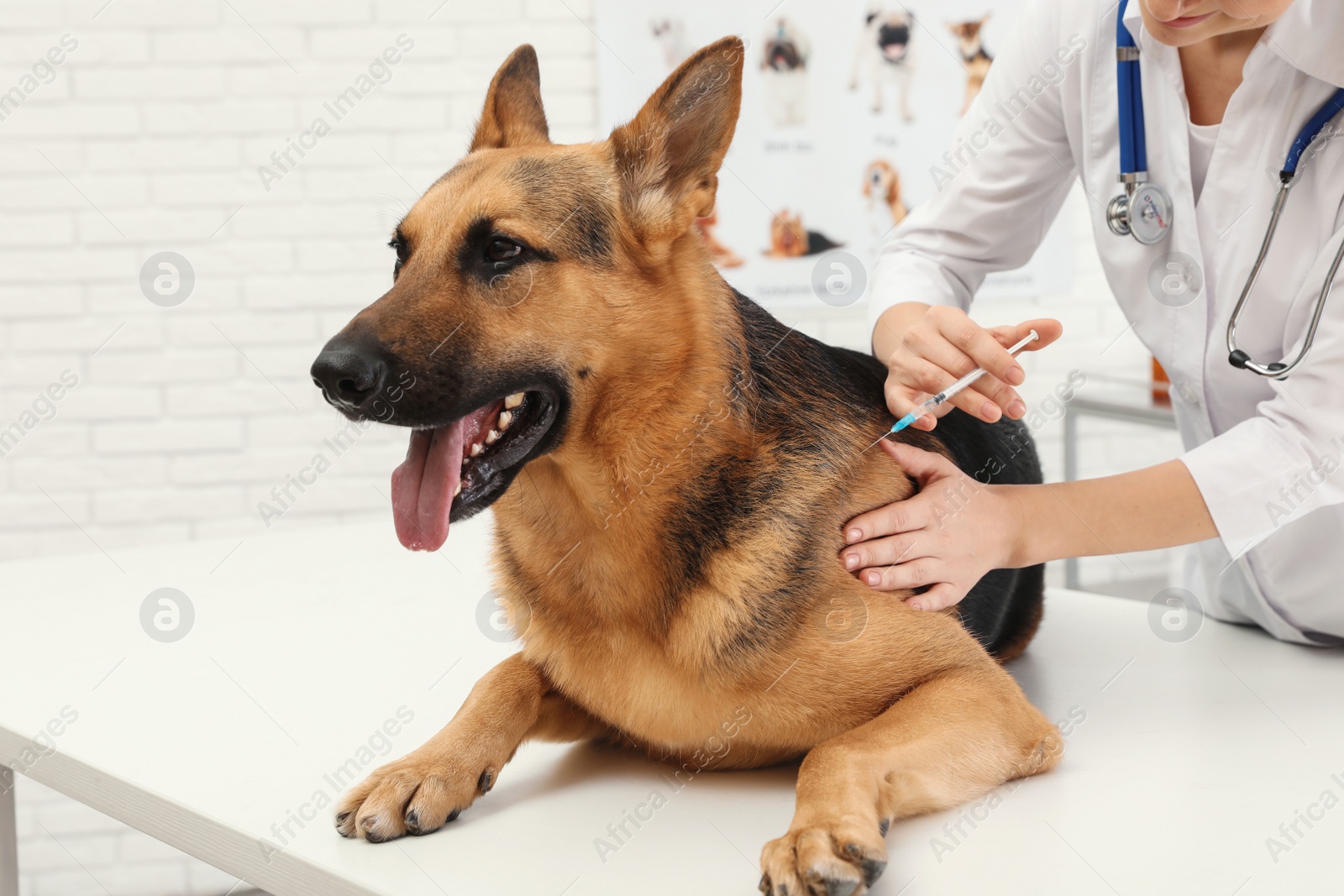 Photo of Professional veterinarian vaccinating German Shepherd dog in clinic