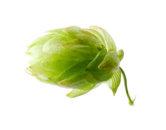 Fresh green hop flower isolated on white