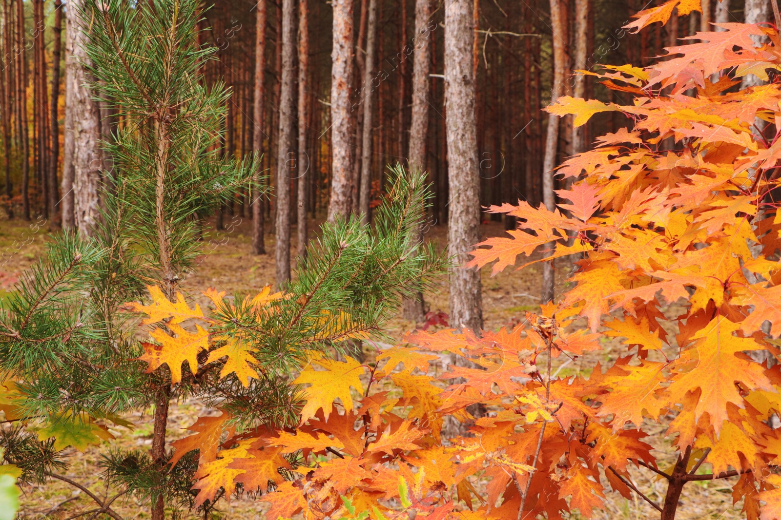 Photo of Beautiful trees with colorful leaves in forest. Autumn season