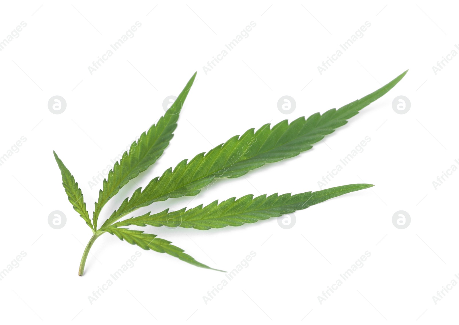 Photo of Fresh green hemp leaf on white background