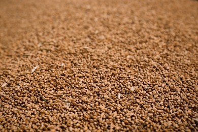 Pile of wheat grains as background, closeup