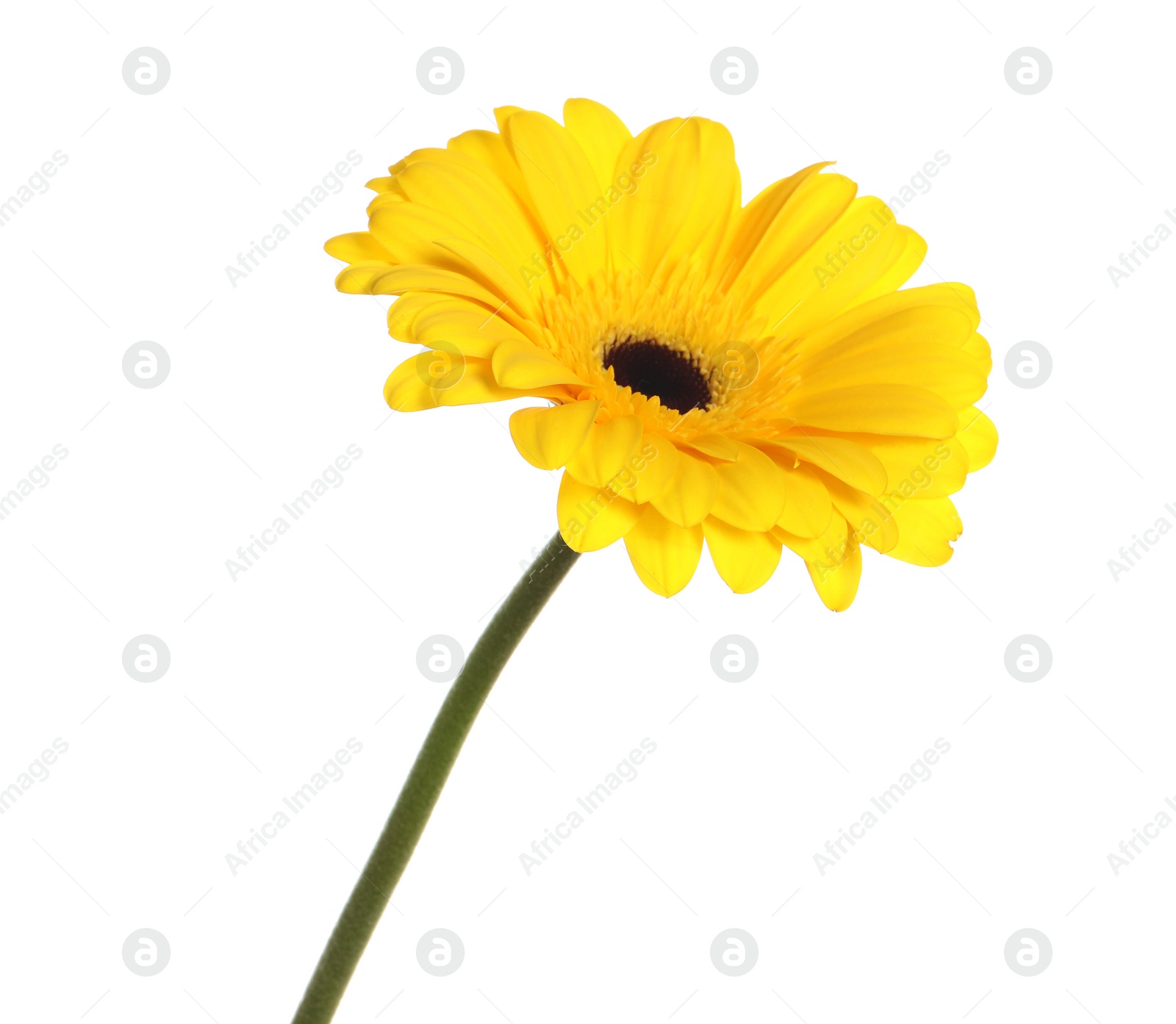 Photo of Beautiful yellow gerbera flower isolated on white