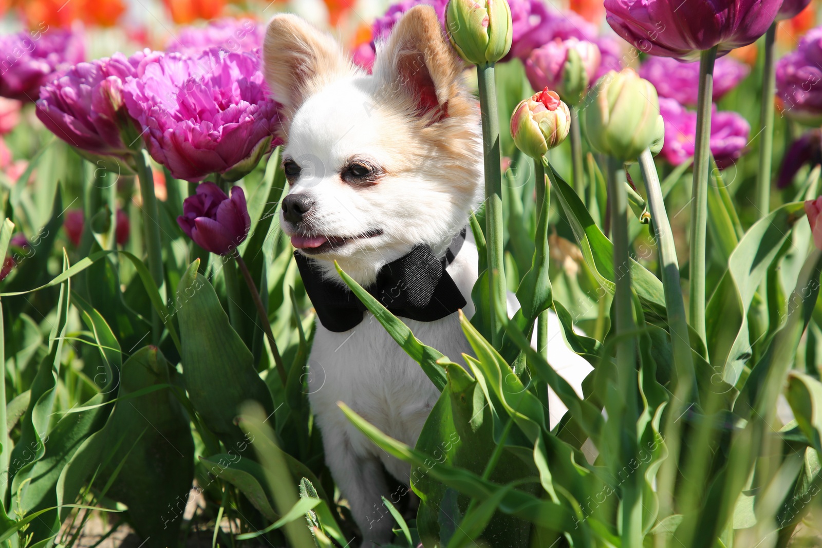 Photo of Cute Chihuahua dog among beautiful tulip flowers on sunny day