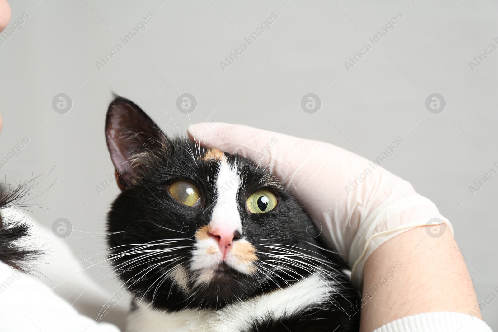 Photo of Veterinarian examining cute cat with corneal opacity on blurred background, closeup