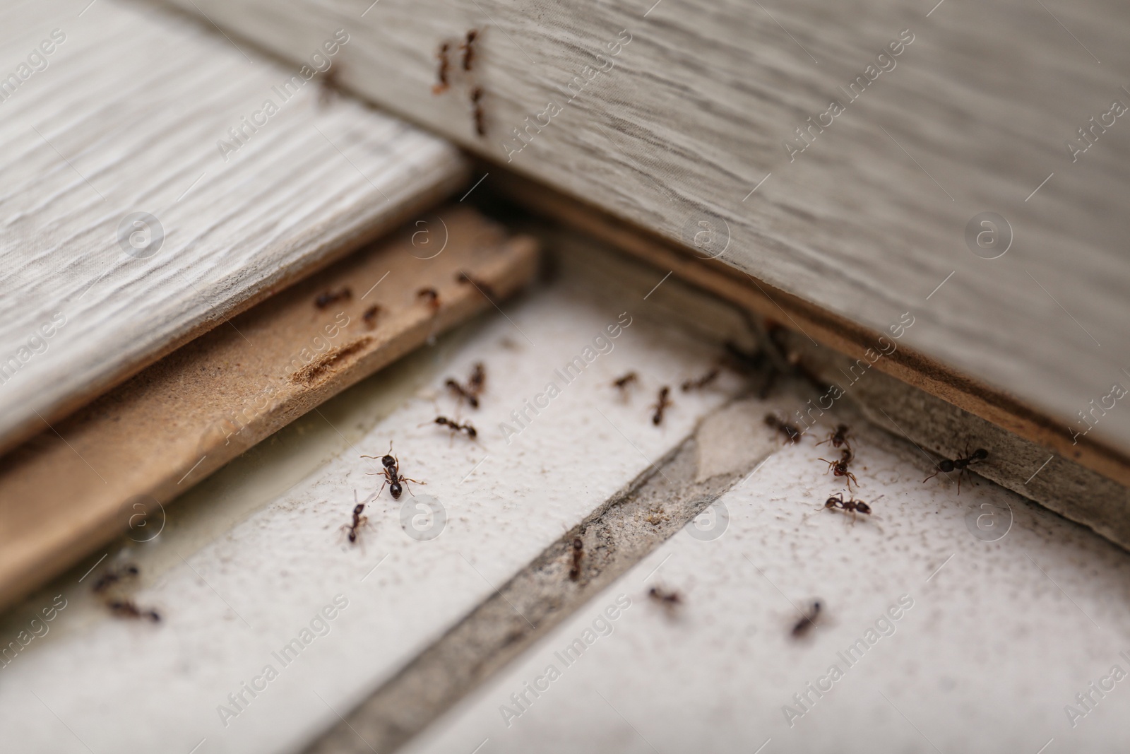 Photo of Many black ants on floor at home. Pest control