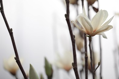 Photo of Closeup view of beautiful blooming magnolia tree outdoors. Space for text