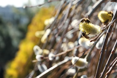 Photo of Bees on beautiful fluffy willow catkin outdoors, closeup. Space for text