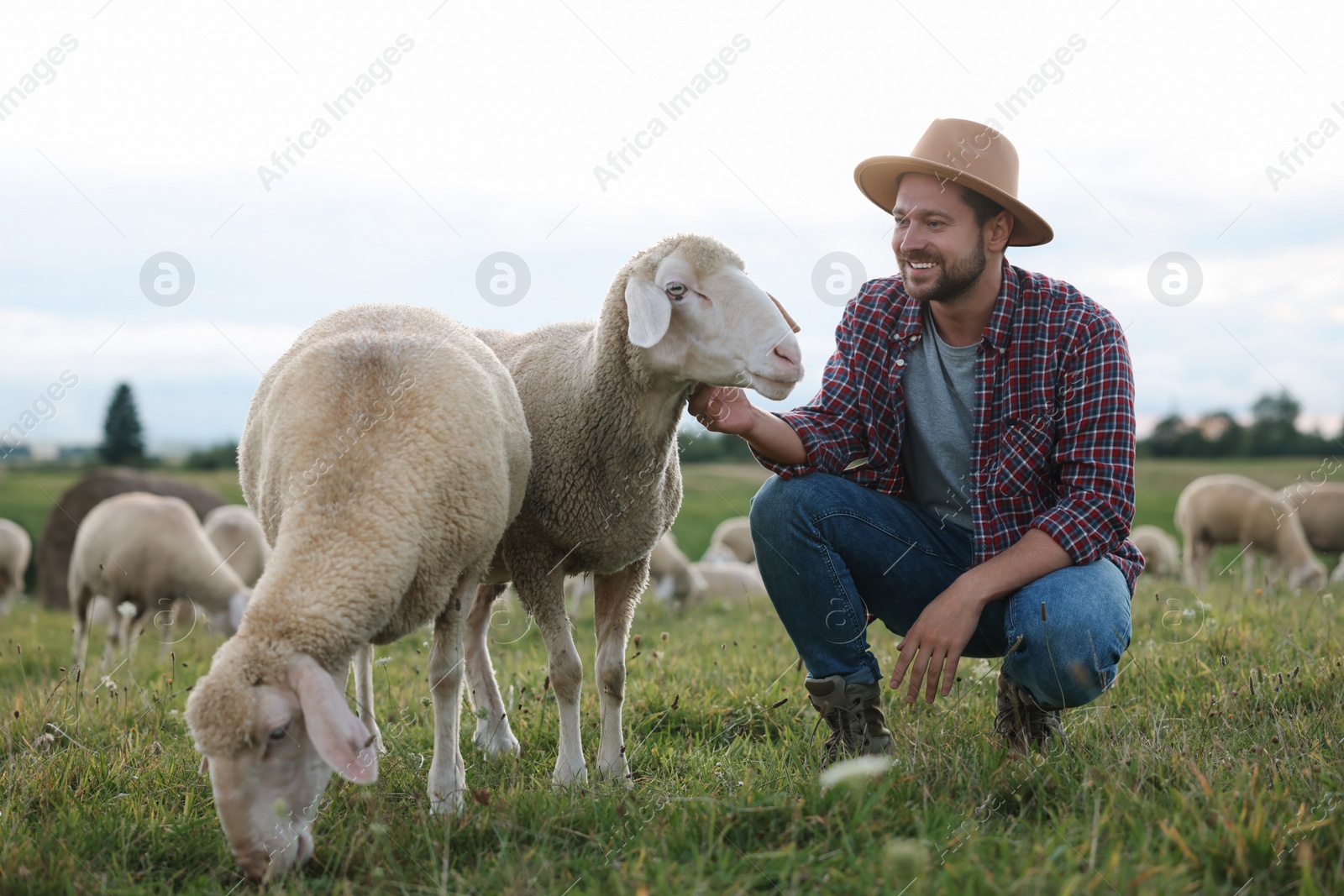 Photo of Smiling man with sheep on pasture at farm