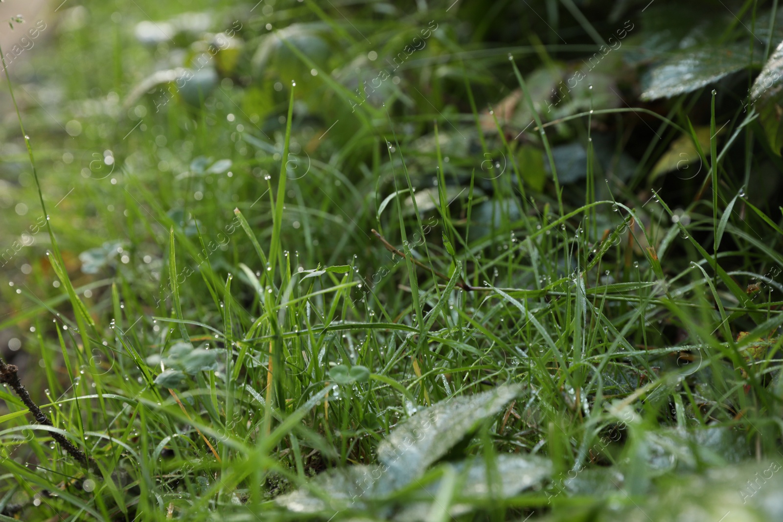 Photo of Beautiful green grass with morning dew outdoors