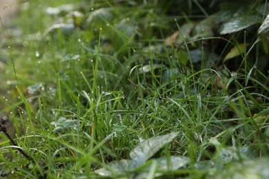 Photo of Beautiful green grass with morning dew outdoors