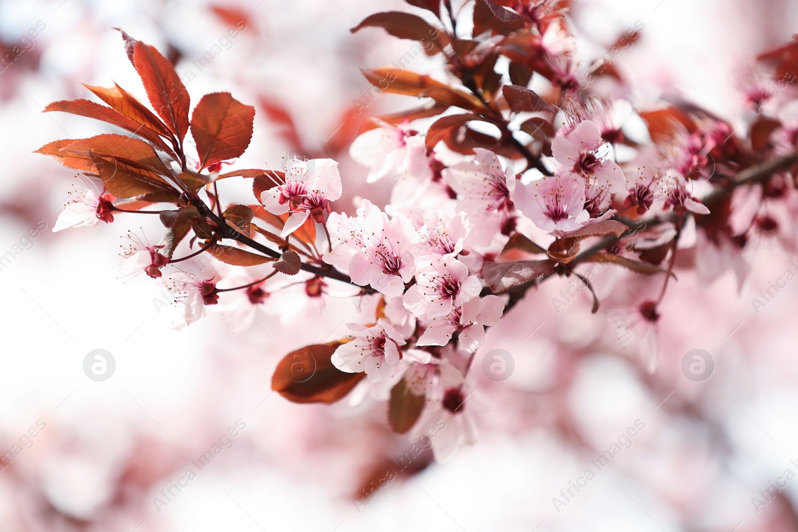 Photo of Closeup view of tree branches with tiny flowers outdoors. Amazing spring blossom