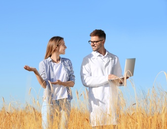 Agronomist with farmer in wheat field. Cereal grain crop